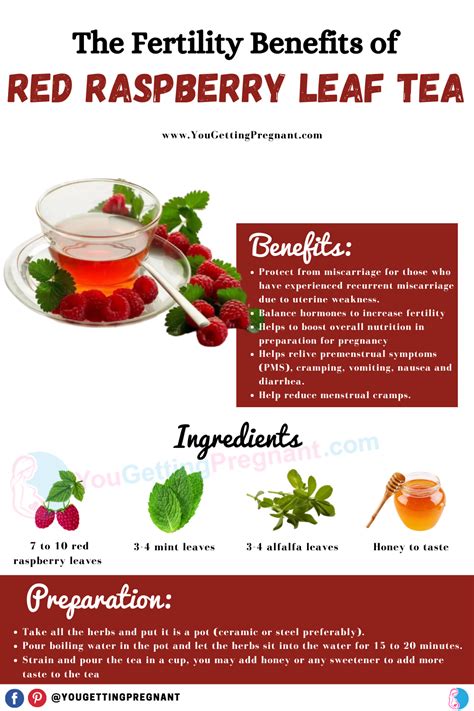 The Fertility Benefits Of Red Raspberry Leaf Tea Fertility Tea