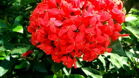 hermosas flores de Ixora coralillo/beautiful flowers of Ixora coralillo ...