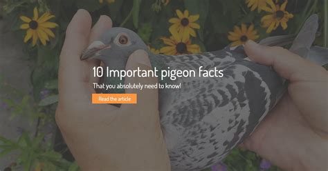 10 Important Pigeon Facts Travipharma Blog