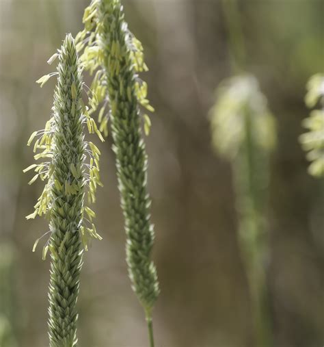 Phalaris Aquatica Plant Biodiversity Of South Western Morocco