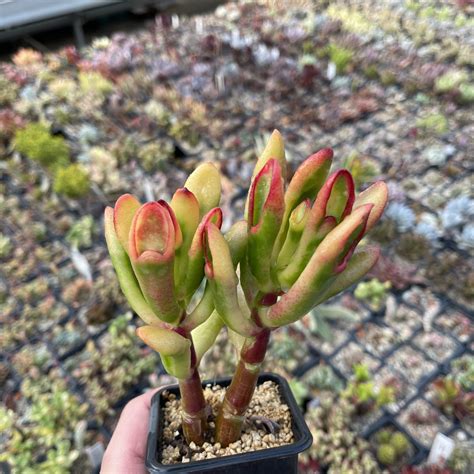 Crassula Red Horn Succulents