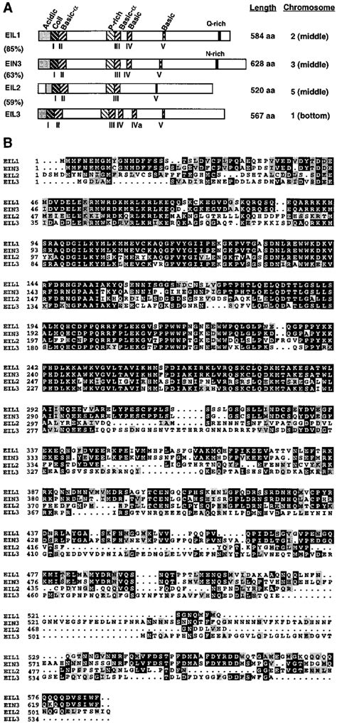 amino acid sequence comparisons  ein   scientific