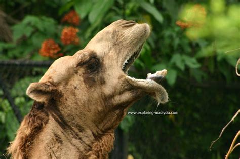 Taiping Zoo