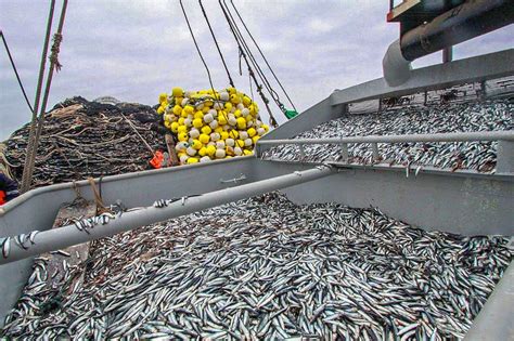 La Producci N Pesquera Peruana Crece Un En Abril Debido Al