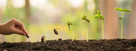 seed images browse  stock  vectors  video adobe