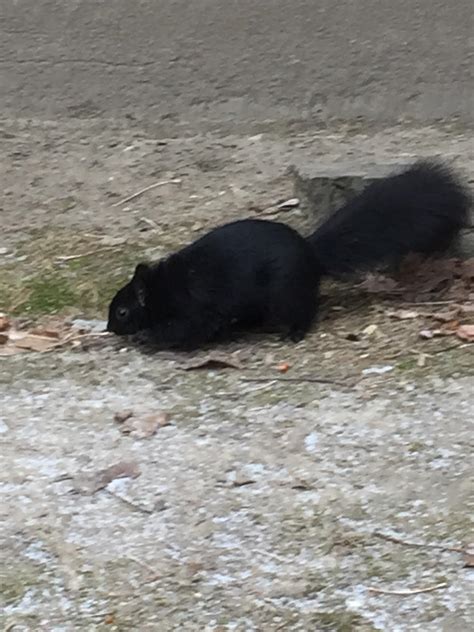 This Fat Fuck Keeps Begging For Food R Fatsquirrelhate