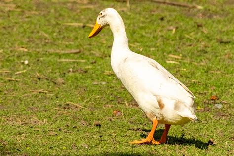 Running Duck Stock Photos, Images and Backgrounds for Free Download