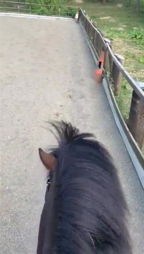 Willow Dene Stables Riding School Home Facebook