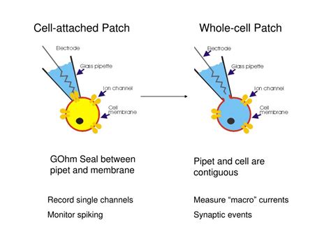 Ppt Whole Cell Vs Cell Attached Patch Current Clamp Components Of An