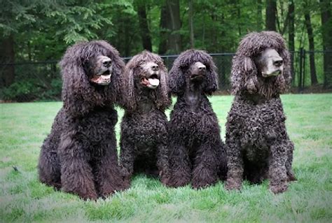 irish water spaniels good dogs