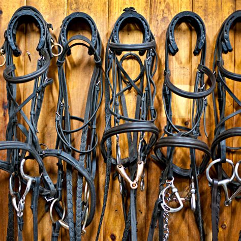 Different Types Of Snaffle Bits A Friendly Guide For Horse Lovers