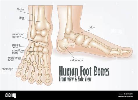 human foot bones front  side view anatomy vector illustration stock