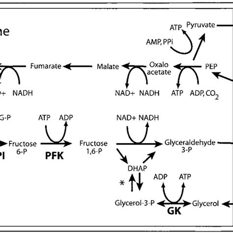 Schematic Of Glycolysis And Related Pathways In Procyclic Form T