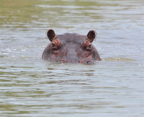 Angry Hippo Chases Shocked Sightseers Through The Water Video