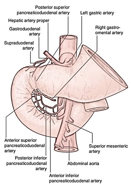 Duodenum Earths Lab