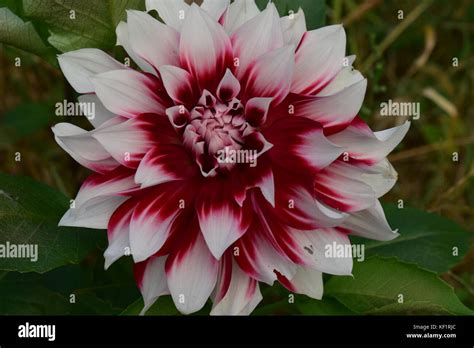 Dinner Plate Dahlia Hi Res Stock Photography And Images Alamy