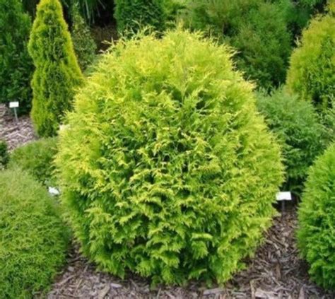 small arborvitae varieties