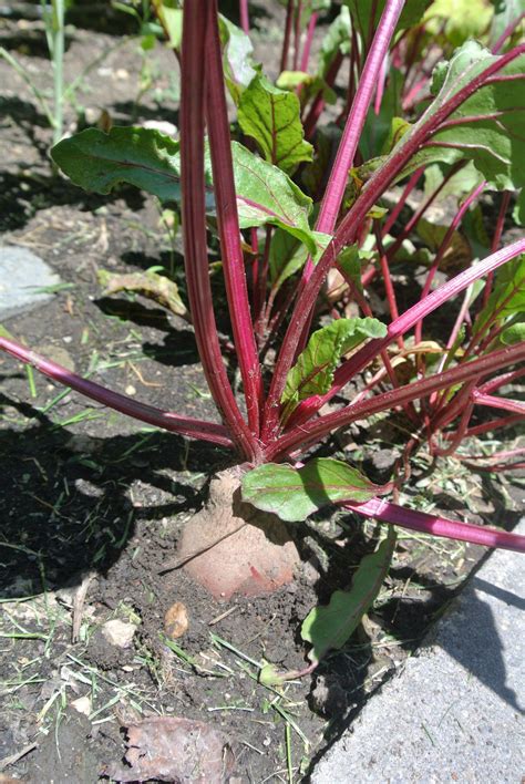 Harvesting beets how and when to harvest beets – Artofit