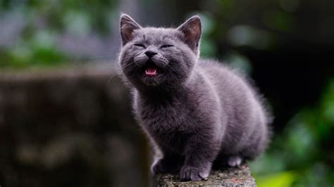 Short Fur Gray Cat Mammals Cat Animals Hd Wallpaper Wallpaper Flare