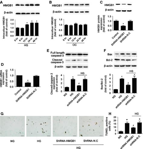 Hmgb1 Mediates Hyperglycaemia‐induced Cardiomyocyte Apoptosis Via Erk