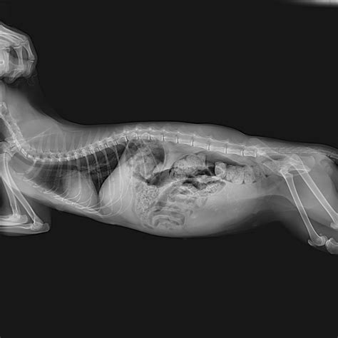 how to know if cat is pregnant 9