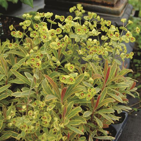 Euphorbia X Martinii Ascot Rainbow Back Gardener