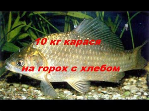 Ловля карася , улов 10кг на молотый горох с хлебом - YouTube