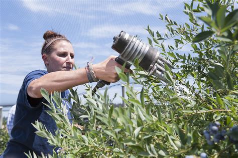 Berry Crops Production photo gallelry | College of Agricultural Sciences