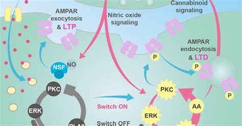 Model of LTP and LTD | Okinawa Institute of Science and Technology ... 