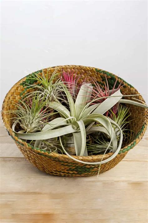 grow air plants tillandsia snappy living