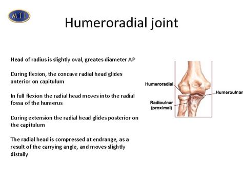 Elbow Biomechanics Humeroulnar Joint Flexion Degrees Possible