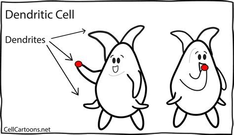 cell cartoon drawing  paintingvalleycom explore collection  cell