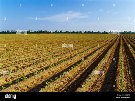 Agriculture Field Of Early Growth Cotton In A Reduced Tillage Field