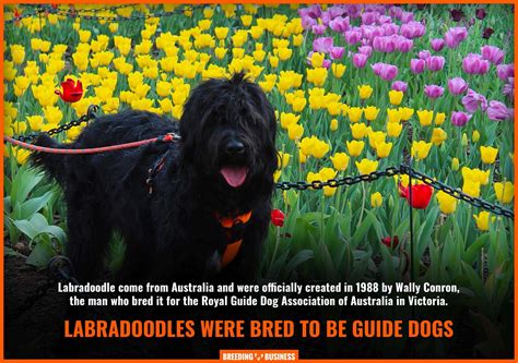 How To Breed Labradoodles – History, Health, Best Practices & FAQ