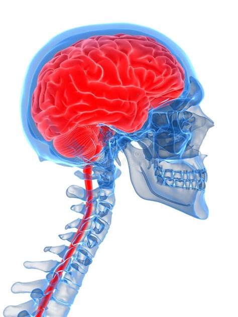 Brain And Spine On Black Stock Illustration Illustration Of Brainstem