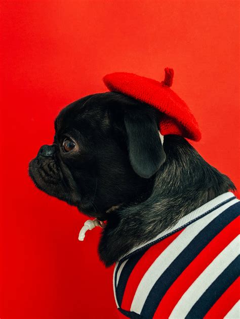 [100+] Pug Wallpapers | Wallpapers.com
