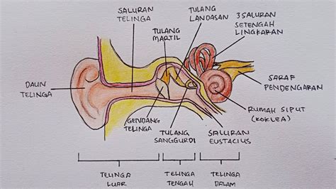 Cara Menggambar Telinga Dan Bagian Bagiannya Youtube