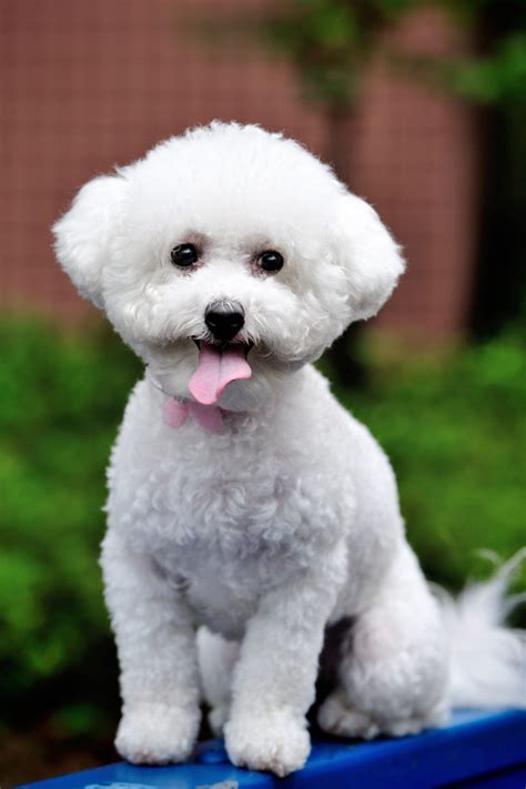 15 Small White Dog Breeds List Of Little White Dogs