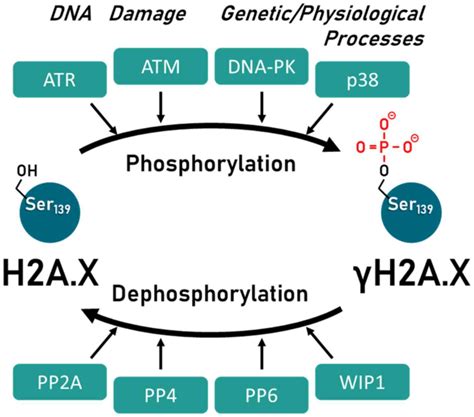 Histone Phosphorylation