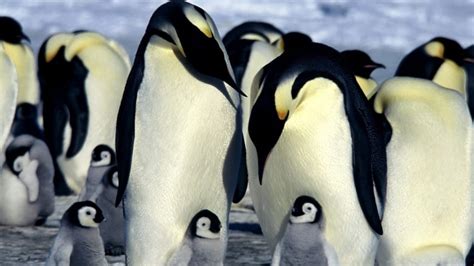 Ancient giant penguin was as big as Sidney Crosby | CBC News