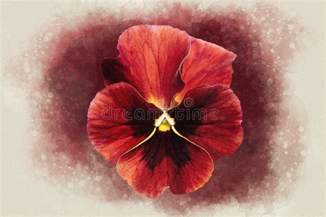 Close Up Of A Red Pansy Flower In Watercolor Botanical Illustration