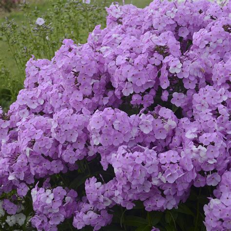 A Real Soap Opry Phlox Fashionably Early Series Emerald Coast Growers