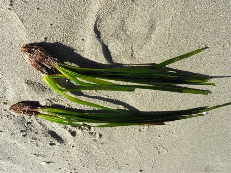 Posidonia Oceanica L Delile Plants Of The World Online Kew Science