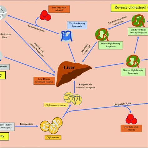 Schematic Illustration Of Exogenous And Endogenous Pathways Of