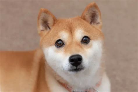 Shiba Inu Chihuahua Mix Puppies Find Your Perfect Match The