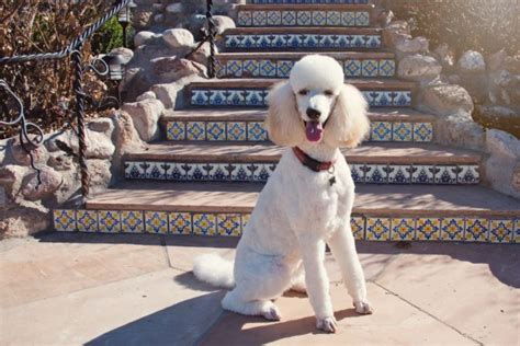 how long do miniature poodles live - the Lifespan of a Beloved Breed