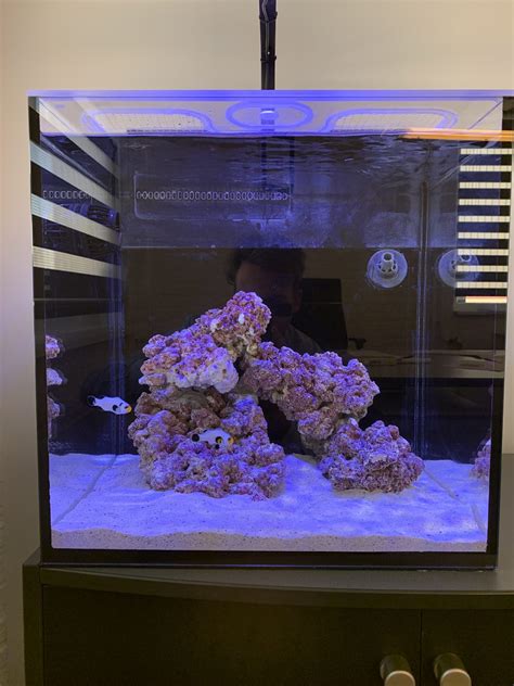 Daan S Waterbox Peninsula Mini 25 365 Day Challenge Nano Reef