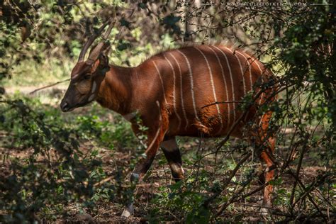 Mountain Bongo Wildlife Of Kenya By Nicolas Urlacher