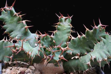 Euphorbia Umfoloziensis Care Gude With Pictures Succulents Network