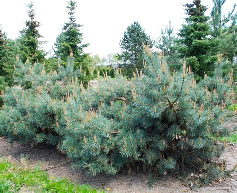 Сосна обыкновенная Репенс (Pinus sylvestris Repens)